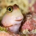 blenny_lubbocks_pb_phi_h_0098_tha0507.jpg